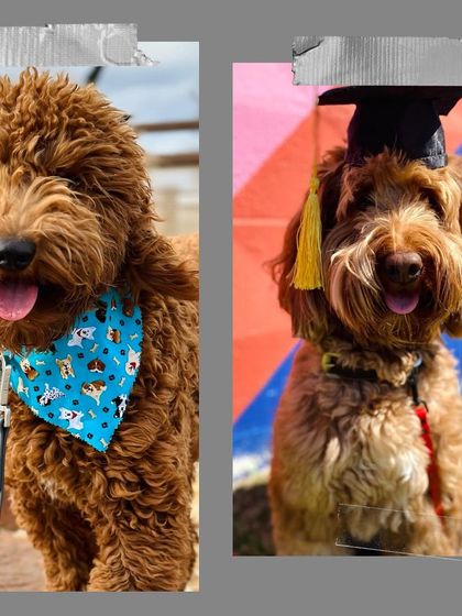 Tulsa Dog Trainer - Immersive Board & Train Programs Board & Train Graduates photo 110