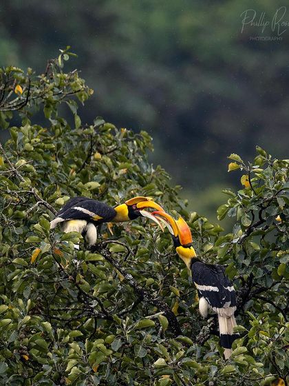 Two hornbills appear to be fighting or playing, locking their large casques together in a show of strength.