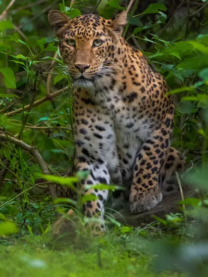 The legendary leopardess Cleopatra of Kabini, whose story is etched into the forest's history. My workshops are more than photo tours; they are deep dives into the lives and sagas of these incredible animals.