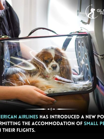 Global Pet Cab - Domestic Pet Relocation Your Pet Travel Questions, Answered photo 15