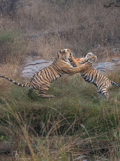 Play fighting between two tiger siblings. I knew this interaction was likely, so I prepared with a high shutter speed. My Sony A7R V's fast focusing froze the moment they playfully clashed, showcasing their strength and bond.