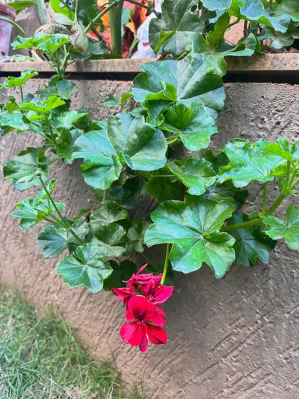 A close-up of a vibrant red geranium spilling over the edge of a planter. It's the simple, beautiful moments like this that make all the hard work of landscaping so rewarding.