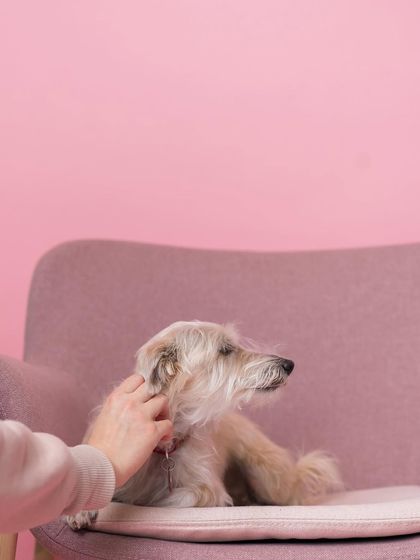 Rohit - Commercial Pet Product Photography Event & Collaboration Photo Booths photo 6