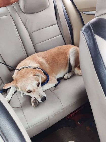 This furry friend is resting comfortably on the back seat during his ride. I ensure the car is a calm space for them to relax.