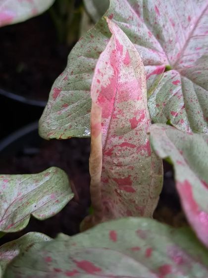 Rare & Collector's Plants photo 35