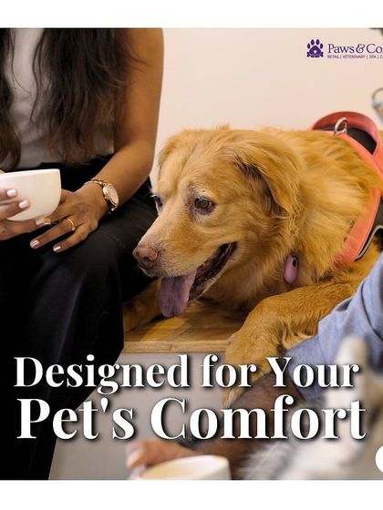 PawsnCollars - Pet-Friendly Café The Pet Hotel: Luxury Boarding & Daycare photo 4