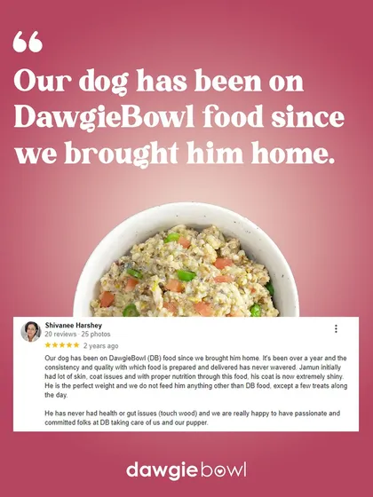 Starting a puppy on the right foot is crucial. This review shows how our food helped a pup with skin and coat issues from the very beginning, leading to a perfect weight and no health or gut problems.
