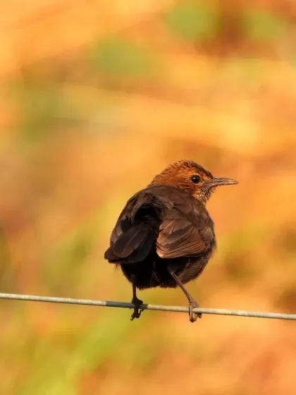 A beautiful collection of our feathered friends, from a shy robin to a majestic hornbill and a colorful parakeet. Can you recognize any of them?