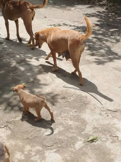 Proper puppy socialization starts early. I work with young pups, getting them used to gentle human touch and the basics of pack life, giving them a confident and happy start before they go to their forever homes.