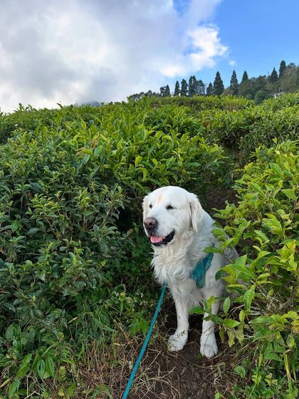 Deepthi - Dog Travel & Adventure Coaching Mountain & Trail Expeditions photo 12