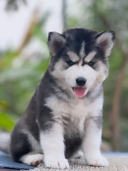 A calm moment with this beautiful Husky pup. He has a sweet expression and the classic markings that make the breed so iconic.