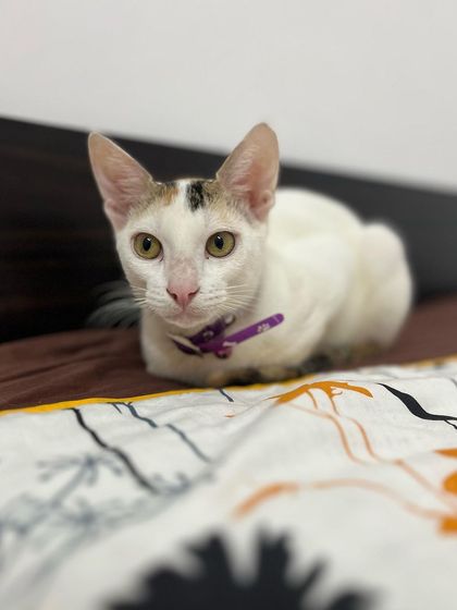 Biscuit the kitten in a perfect cat loaf pose. She is learning that new places can be fun and safe.