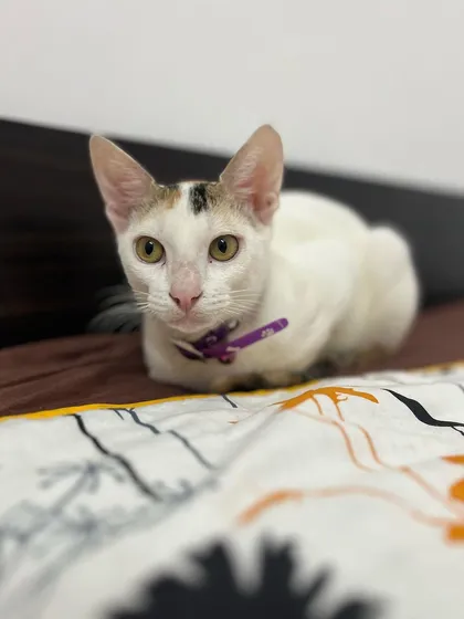 Biscuit the kitten in a perfect cat loaf pose. She is learning that new places can be fun and safe.