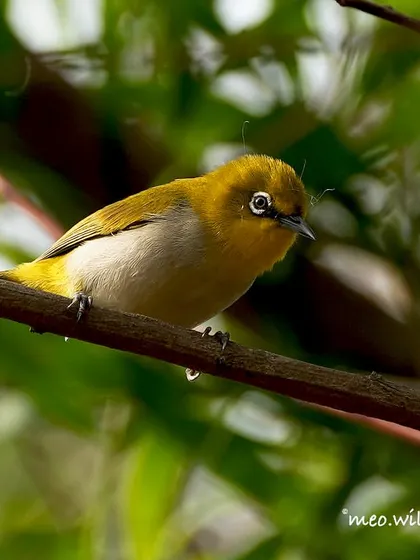 Another shot of the Indian White-eye, a tiny bird with a big personality. It's perched among the branches, always on the lookout.