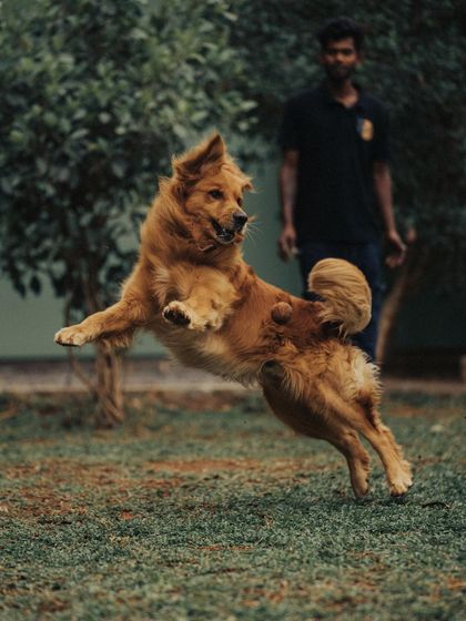 This magnificent dog looks like he's flying. We use structured play to build athleticism and provide a great outlet for dogs with lots of energy to burn.