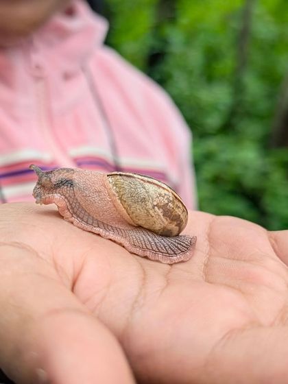 From a beautiful butterfly to a gentle snail held in a child's hand, our walks celebrate all forms of mini-beasts. We teach respect and gentle handling for all creatures.