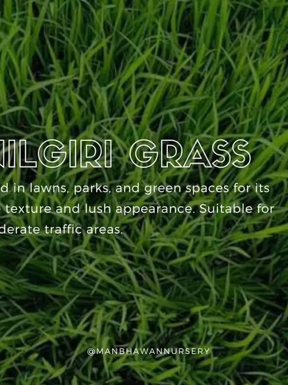 For those who desire a lawn with a fine texture and a lush, deep green appearance, I often recommend Nilgiri grass. It's well-suited for parks and gardens with moderate foot traffic.