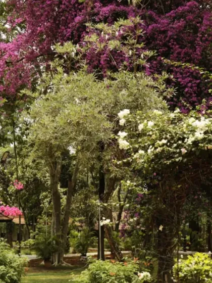 A cascade of purple bougainvillea flowers in front of a Kerala Heritage Cottage. This touch of vibrant color adds to the poetic beauty of our campus.