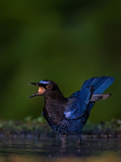 The thrush calling while standing in water, a behavior often seen at dawn and dusk.