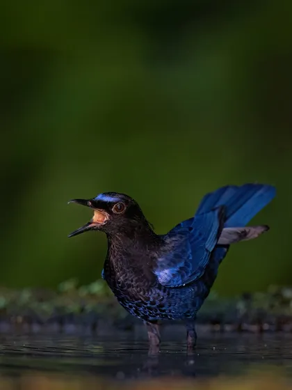 A duplicate of image 35, the Malabar Whistling Thrush is captured in a moment of song while bathing.