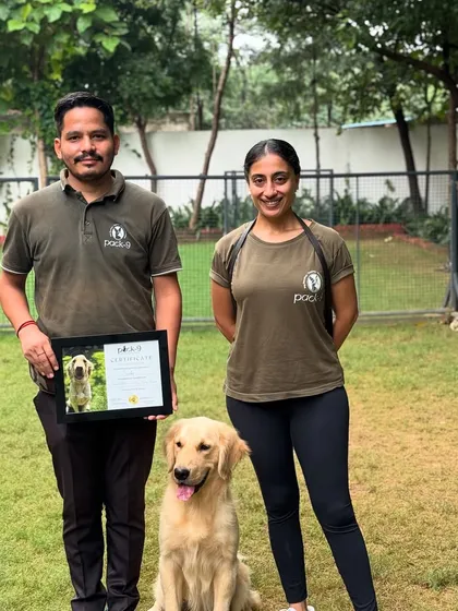 This is Simba, a wonderful Golden Retriever who came to us with a bite history. After completing his Behavior Modification Program, he graduated as a calmer, more predictable, and happier dog. We specialize in rehabilitating complex cases by understanding the root cause of the behavior.