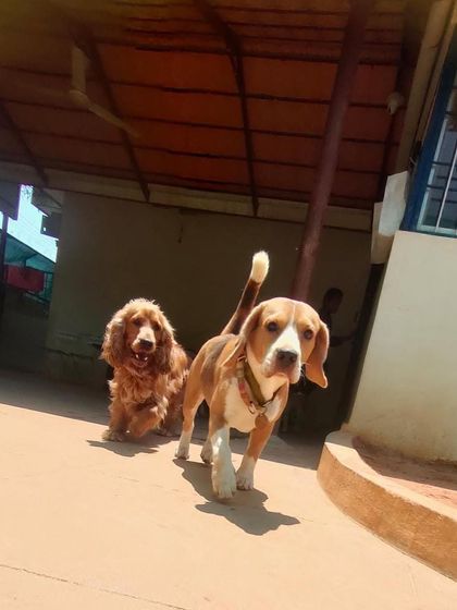 Stay - Dog Daycare Happy Faces of Stay photo 59