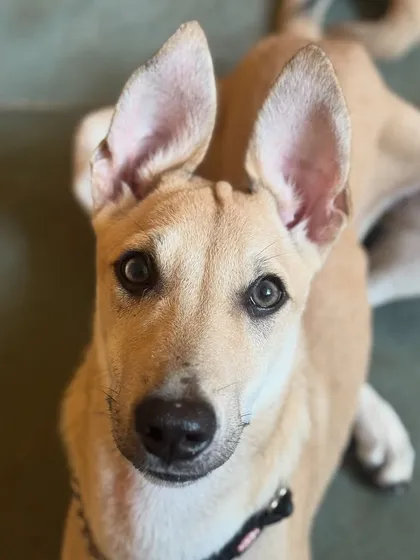 Those ears! Mooli's alert and happy face says it all. She's ready to take on the world.