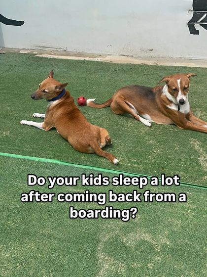 Do your kids sleep a lot after boarding? That's a good sign! It means they had a pawsome vacation filled with excitement and play, and now they need some well-earned rest.