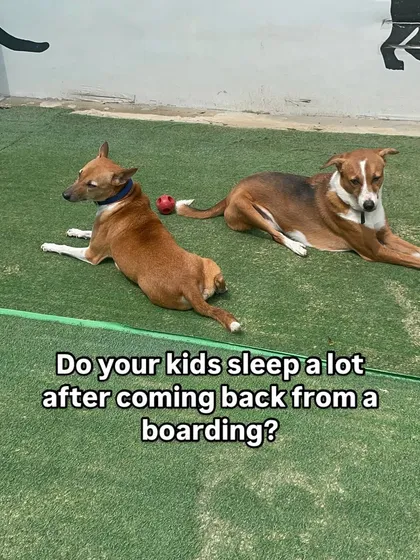 It's normal for dogs to sleep a lot after returning from boarding. They've had a stimulating vacation full of new friends and excitement, and now they need to catch up on some well earned rest.