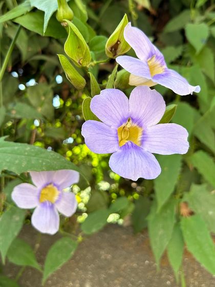 Our Native Plant Showcase photo 20