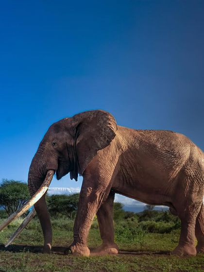 In a vanishing world of giants, Craig remains. He is a timeless, majestic, and eternal symbol of what we must protect. This print captures his magnificent journey through Amboseli.