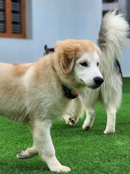 A puppy on the move, with a Husky in the background.