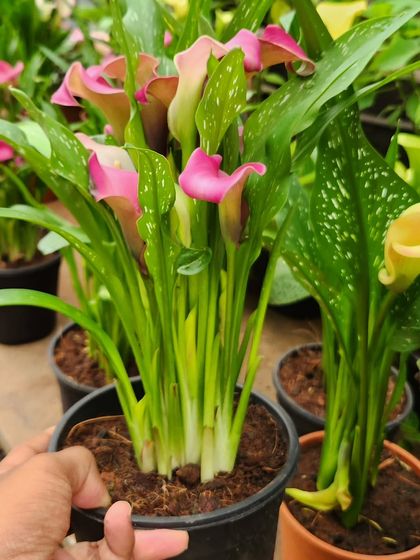 Elegant Flowering Plants photo 4