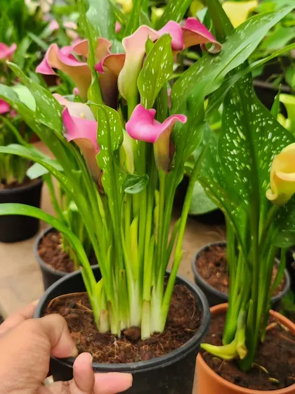 Canna Lilies bring a tropical feel with their large leaves and vibrant flowers. This pink variety is particularly beautiful and grows well in pots.