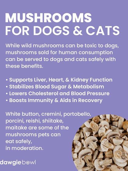 Store-bought mushrooms like white button or portobello can be served safely to pets. They support organ function and boost immunity. Never let your pet eat wild mushrooms, as they can be toxic.