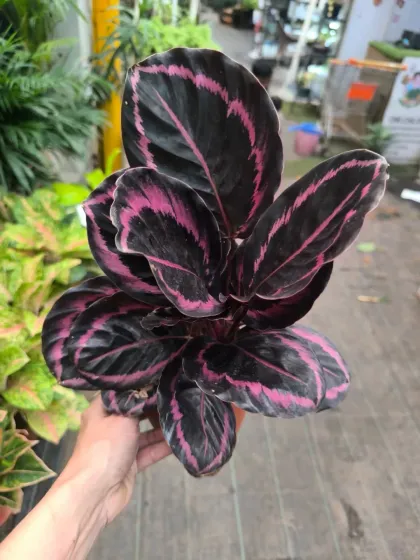 The Calathea Dottie is famous for its dramatic, dark leaves with vibrant pink stripes. It's a true statement piece for those who love unique foliage.