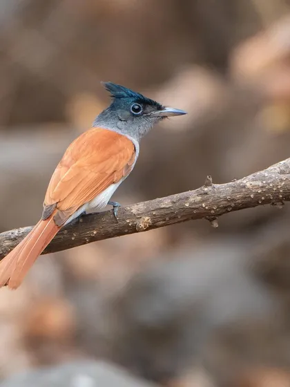 A female Indian Paradise Flycatcher, showing a full 360-degree awareness of her surroundings. Her crest and warm rufous colour are beautifully captured here.