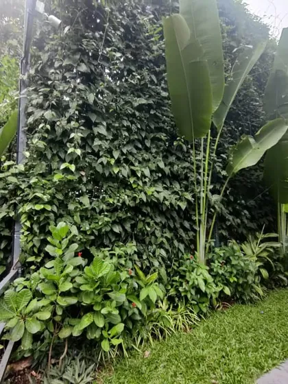 A close-up of the natural green wall, showcasing the lush layers of foliage. We planted large Traveler's Palms in front to add a tropical, architectural element.