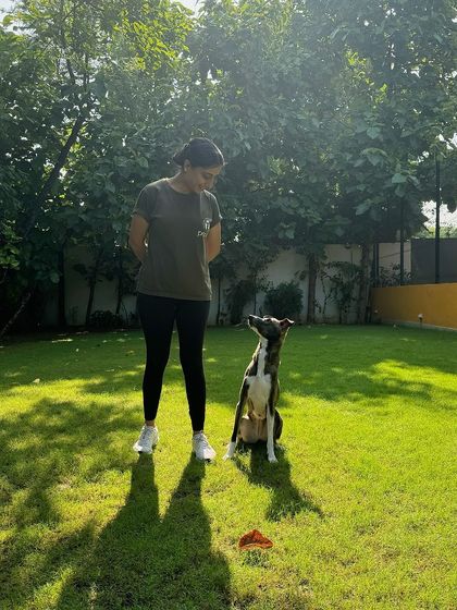 Piku holding a focused sit in the yard. We worked extensively on helping her manage anxiety and build confidence to navigate triggers.