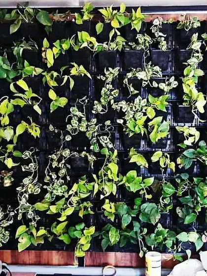 A closer look at the bio-wall project, showing the individual plant modules. We carefully select plant varieties like pothos that are hardy and well-suited for vertical growth indoors, ensuring the wall stays healthy and vibrant.