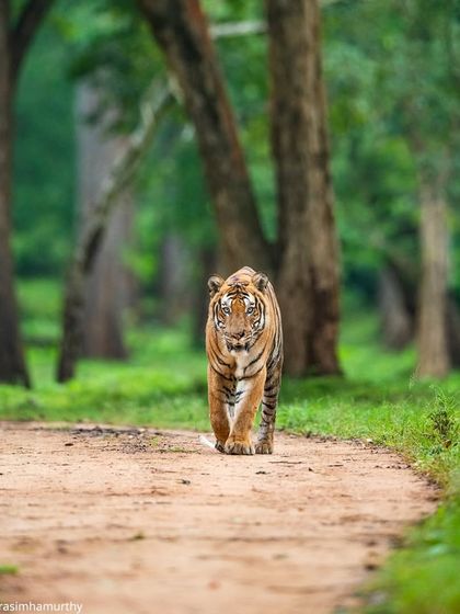 A classic head-on walk from the Nayanjikatte Male. This perspective emphasizes his dominance and the unwavering confidence with which he ruled his vast kingdom.