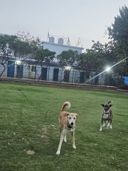 An evening view of our facility, with the play lawn in the foreground and the well-lit, secure kennels in the back. Dogs enjoy playtime until dusk before settling in for the night.
