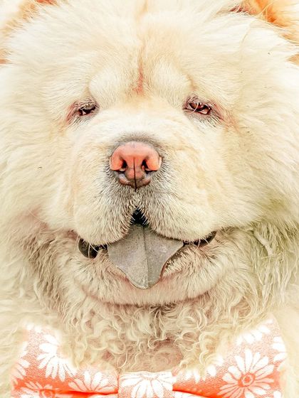 A light and airy portrait of a fluffy Chow Chow, looking like a big, cuddly teddy bear.
