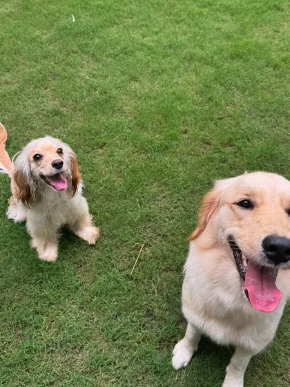 Two happy residents, Pixel and a friend, enjoying the lush green lawn in our secure outdoor play area.