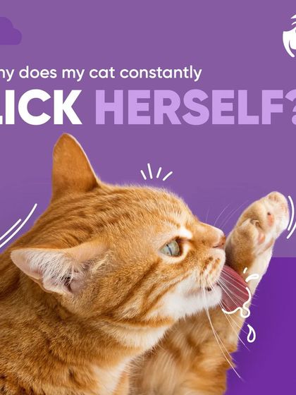 Chasing Tails - Veterinary Care & Hospital Services Feline Health Watch photo 6