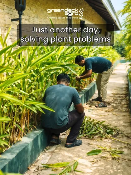 Our trained malis are problem solvers. We do more than just water; we diagnose, prune, and provide the specific care each plant needs to flourish.