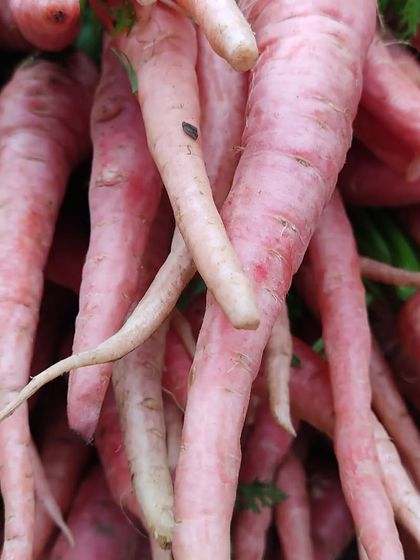 A bunch of pink carrots, another unique and colourful variety available at the market.