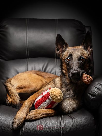 Pragalbh - Commercial Pet Photography Creative & Themed Campaigns photo 15