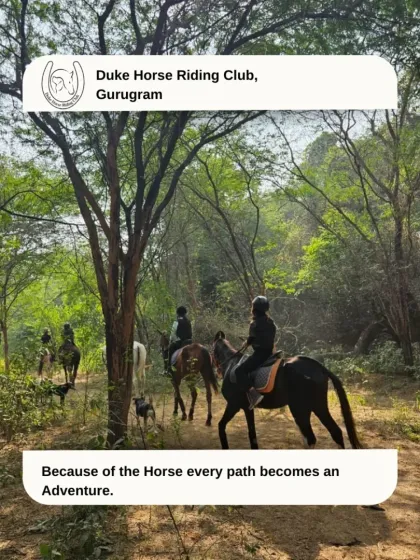 With a horse as your partner, every path truly becomes an adventure. Here, a group follows a winding dirt trail under a canopy of trees, with our dogs leading the charge.