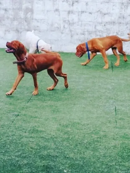 A pet parent can only enjoy their vacation if they know their paw baby is safe and happy. At Furry Affair, I personally ensure the safety and happiness of your baby.